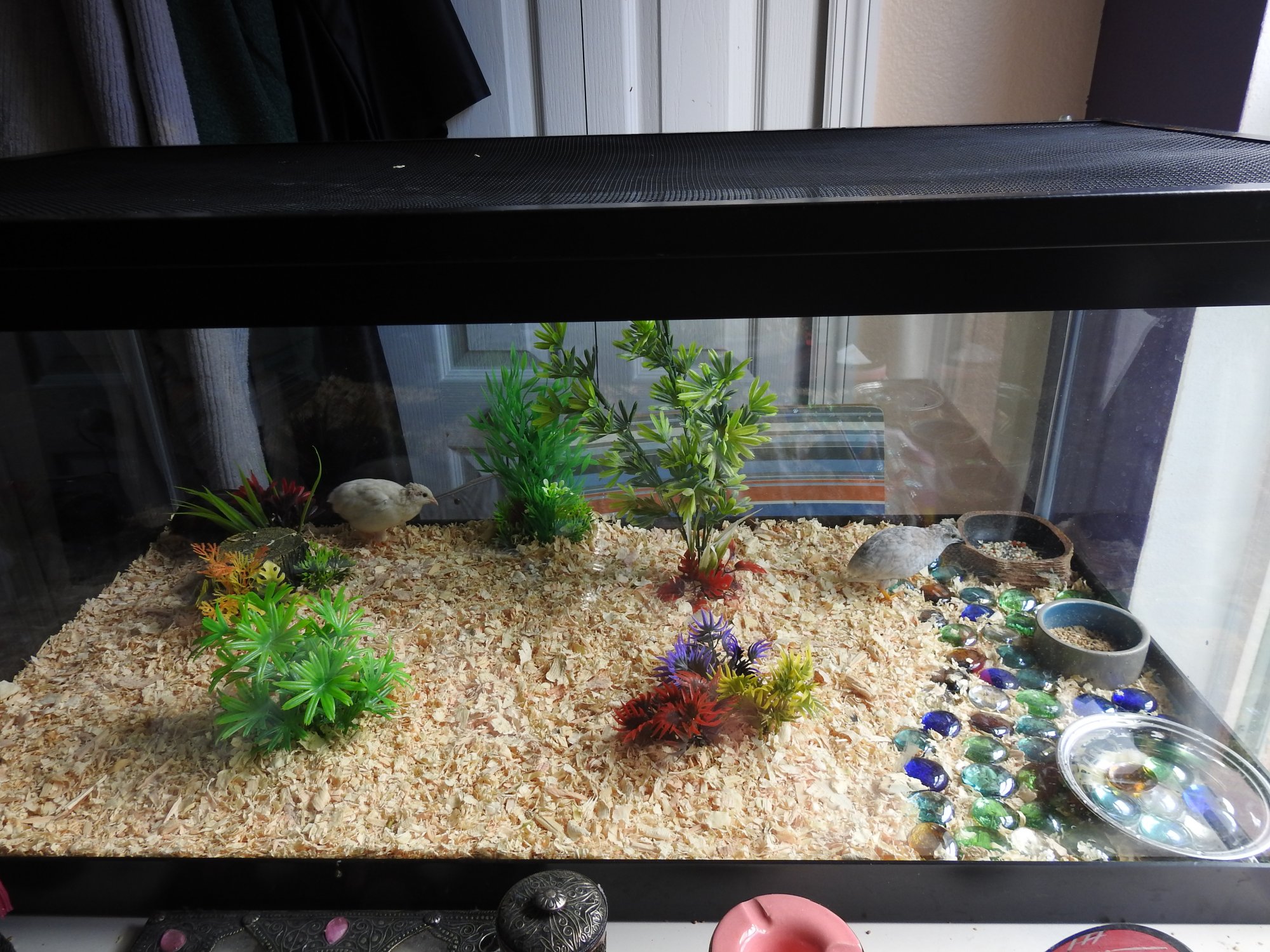 Button Quail 40 Gallon Tank Set Up