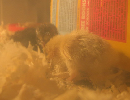 button quail chicks in the brooder