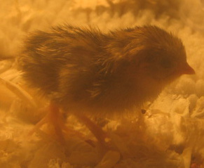 button quail chicks in the brooder
