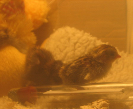 button quail chicks in the brooder