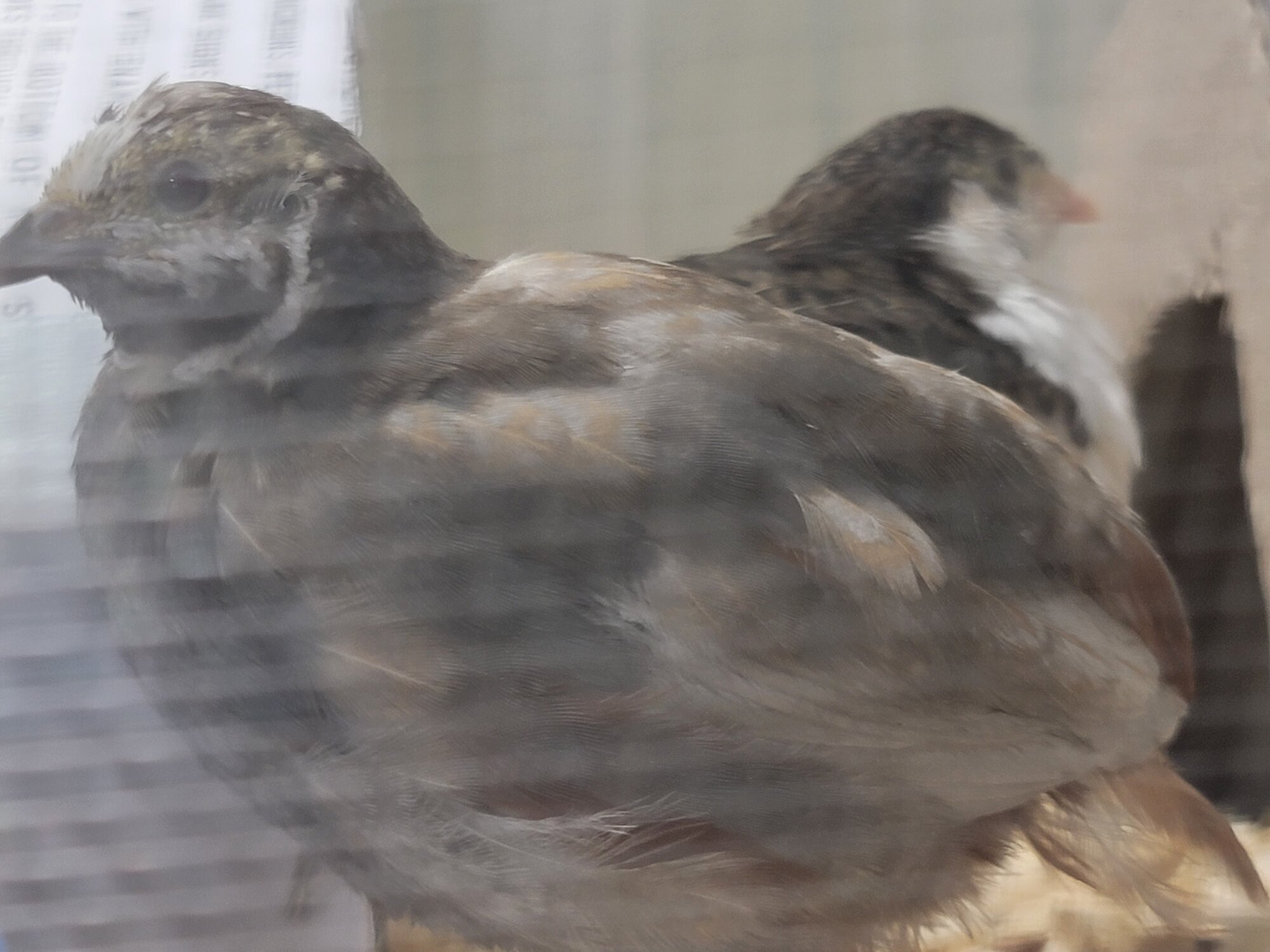 Button Quails are fully feathered!