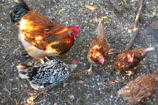 Buzz the super chook with Rhode island reds and pepper.