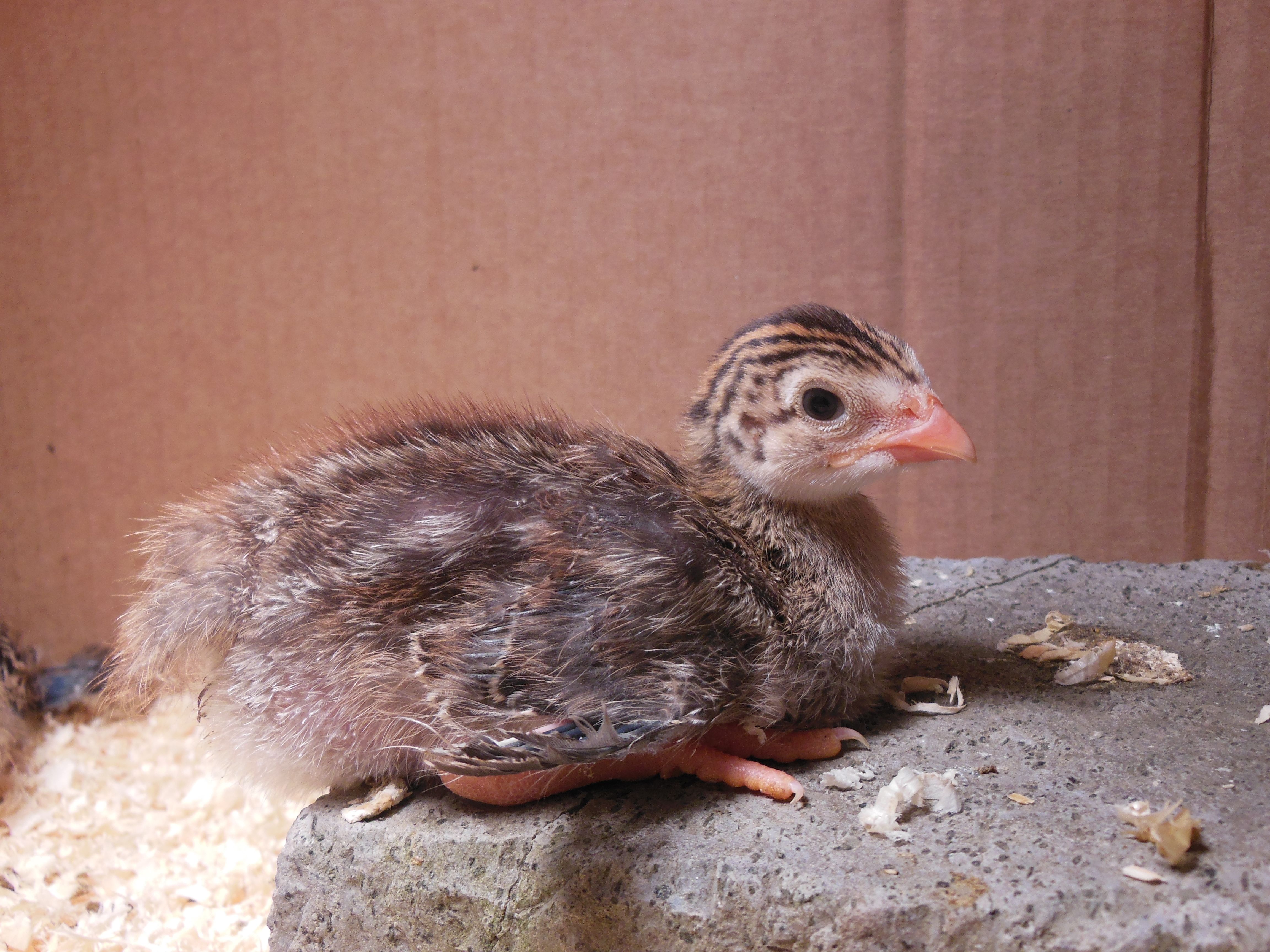 Buzzer, 11 day old Guinea