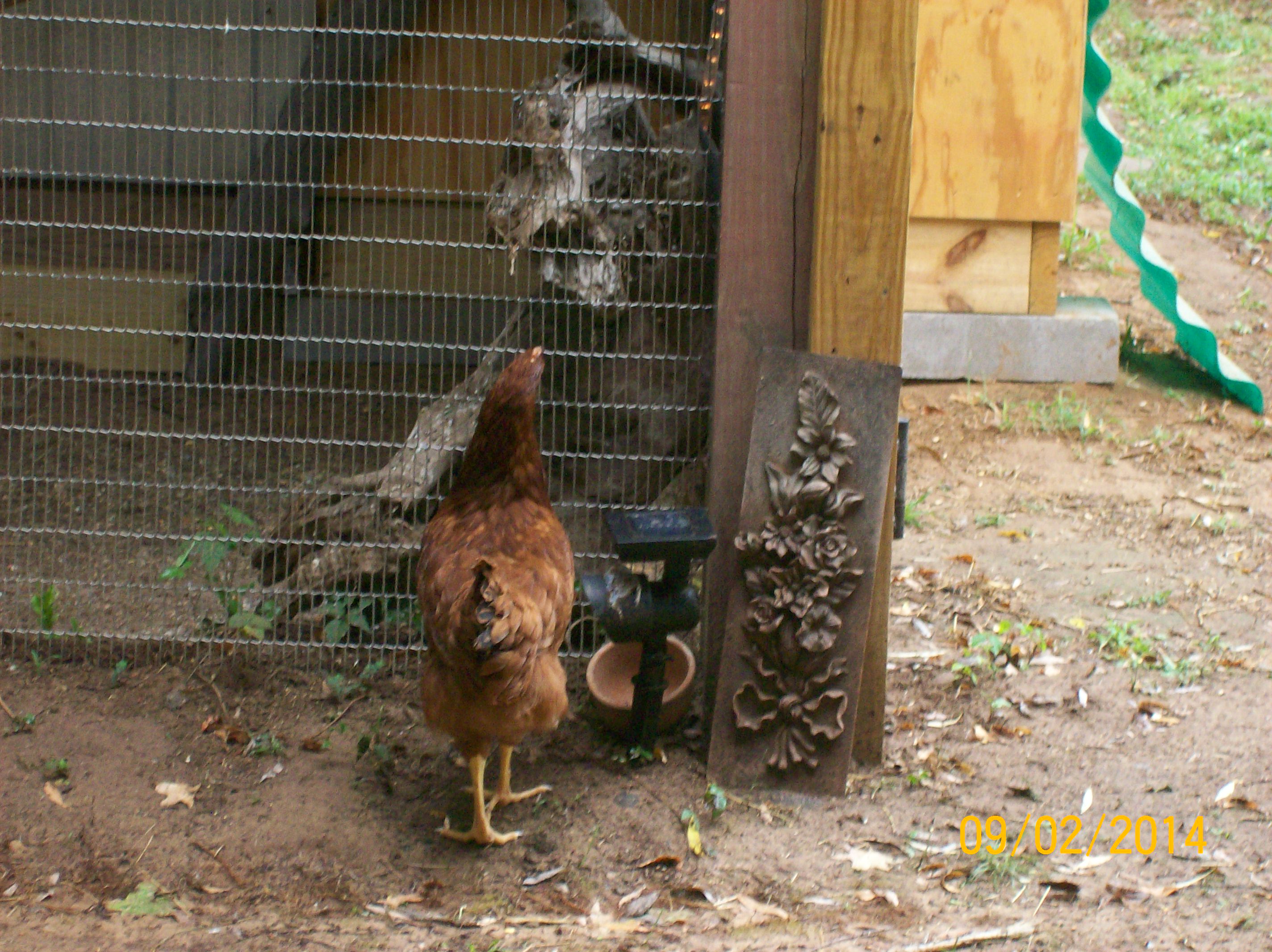 buzzy watching the budgie's