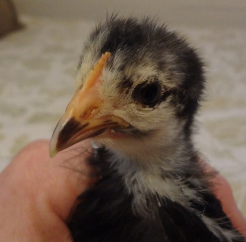 BW, MrRoo, 3 Weeks, Comb