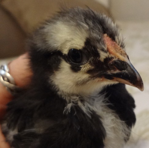 BW, Pullet1, 3 Weeks, Comb