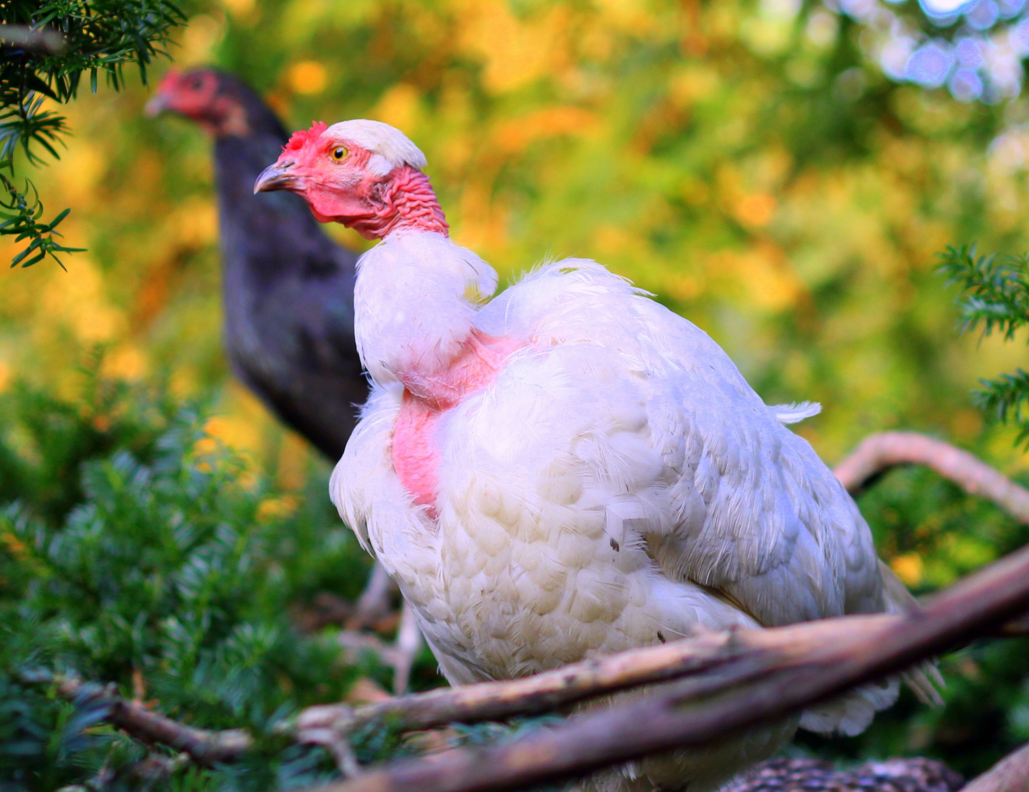 BYC-hen2