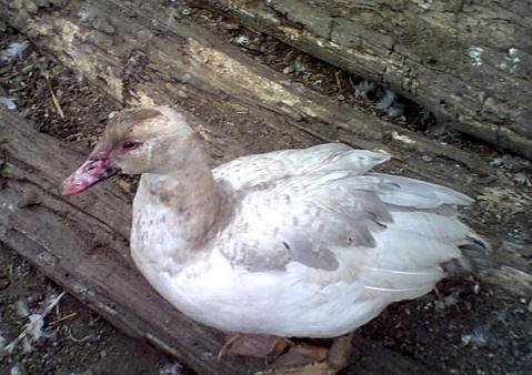 Bycbarredlightlavdusky