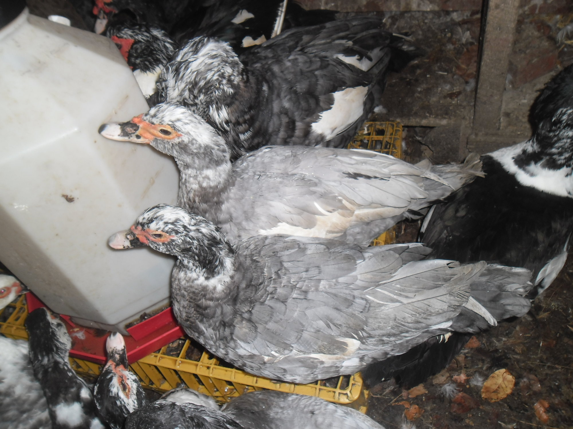 Bycbluelightlavsilver