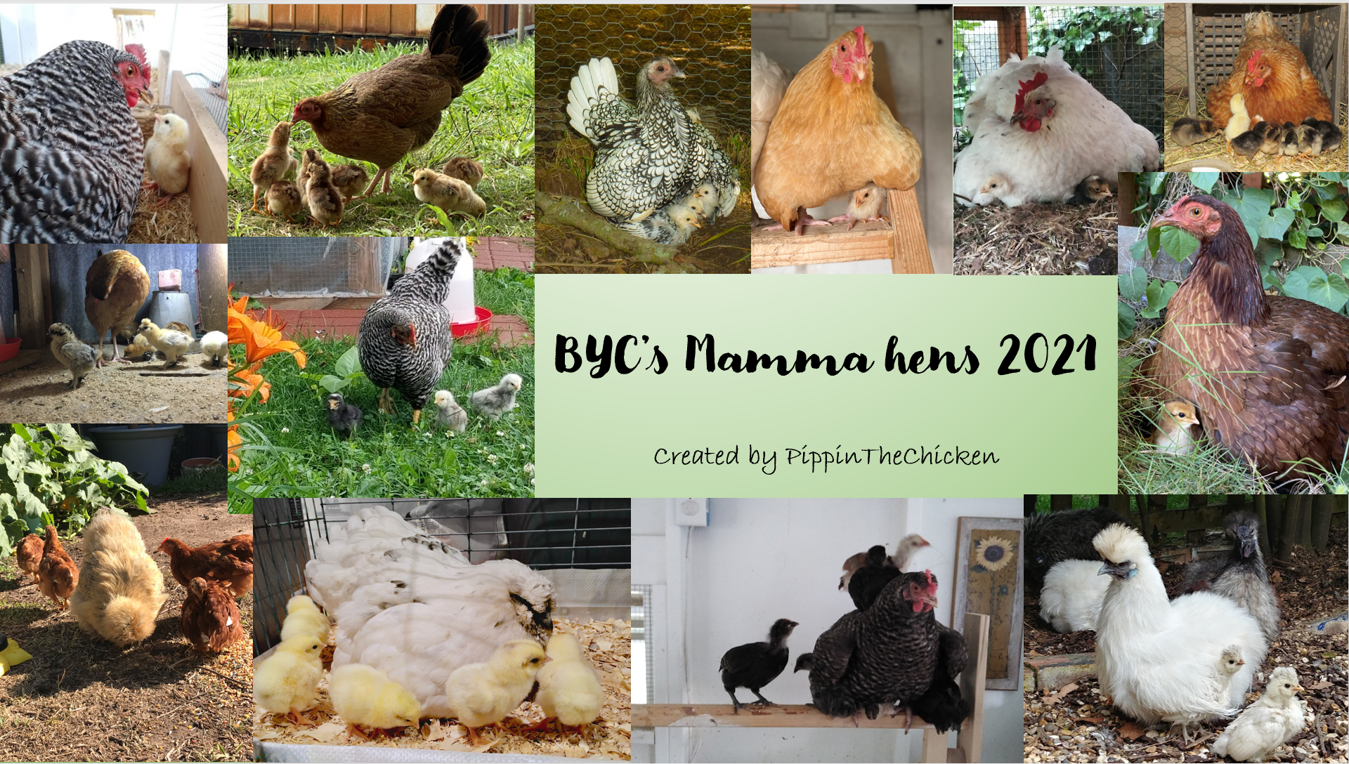 BYC's Mamma hens 2021