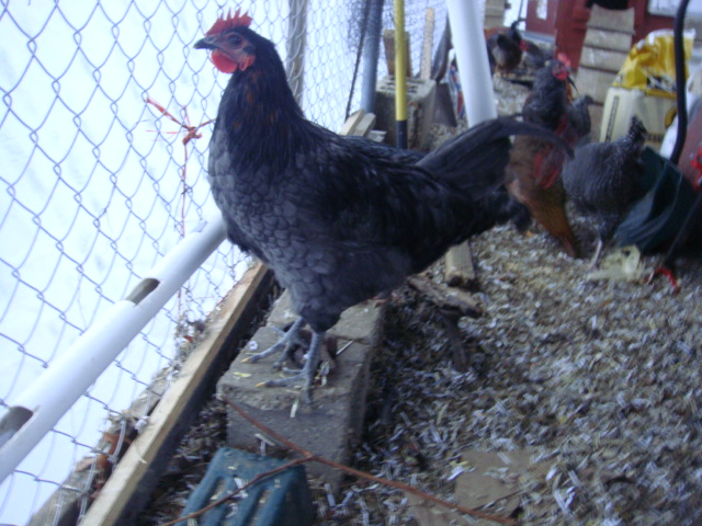 C Marans       any gender help?