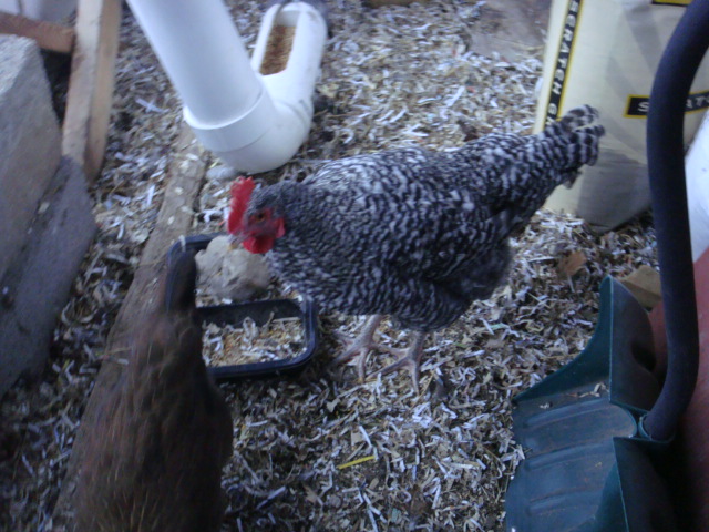 C Marans ?