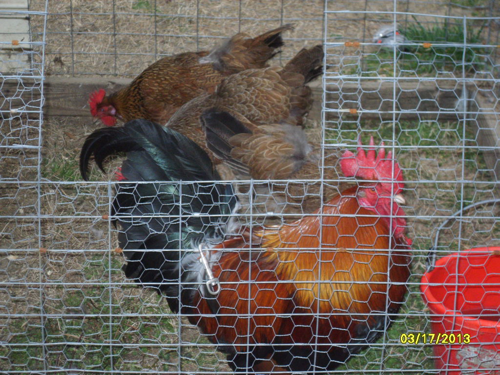 "C" - Red Dorking cock (Chuck, 2011, out of Sand HIll) and 4 Red Dorking hens (2011, out of Sand Hill).