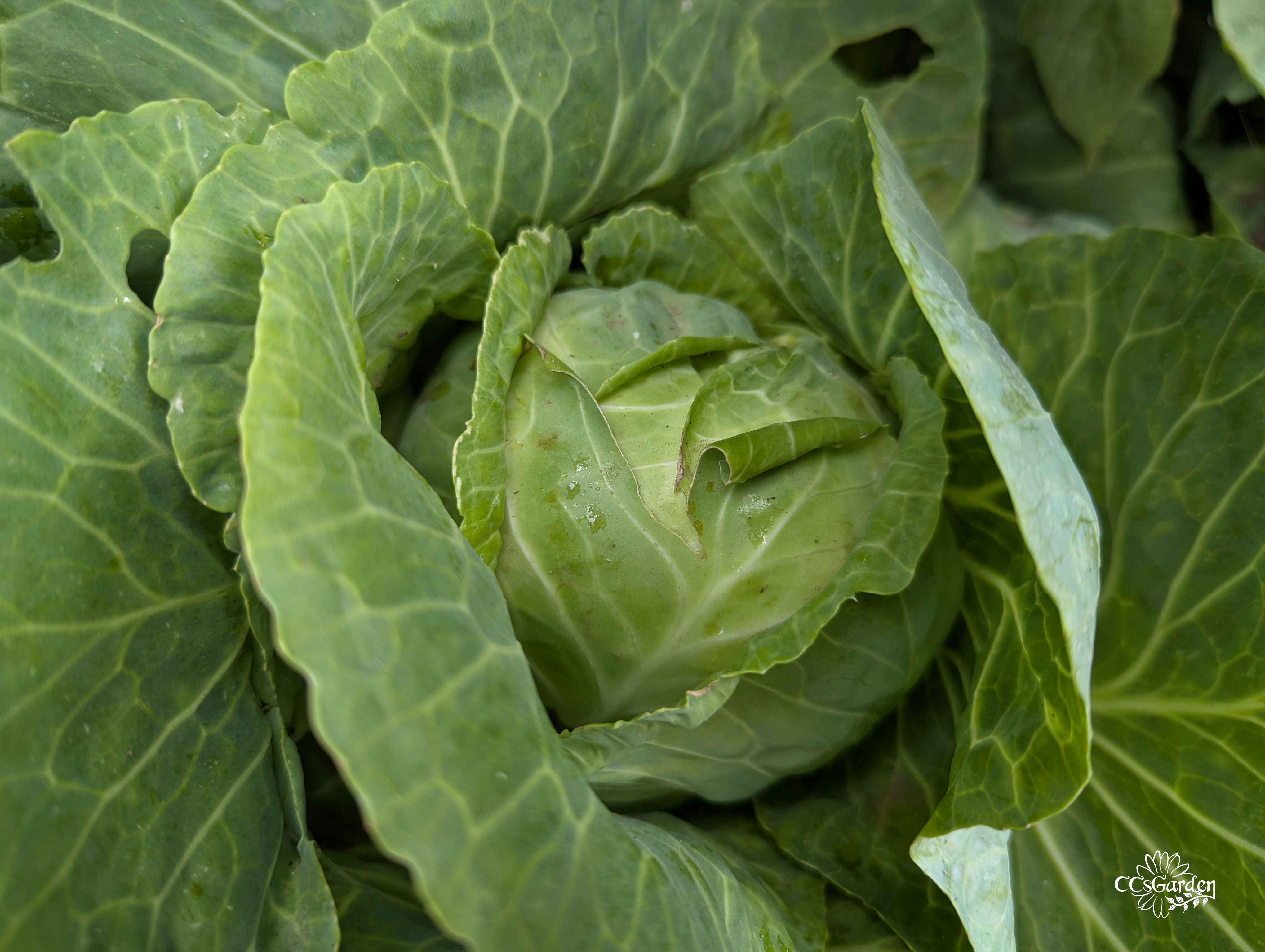 cabbage.png