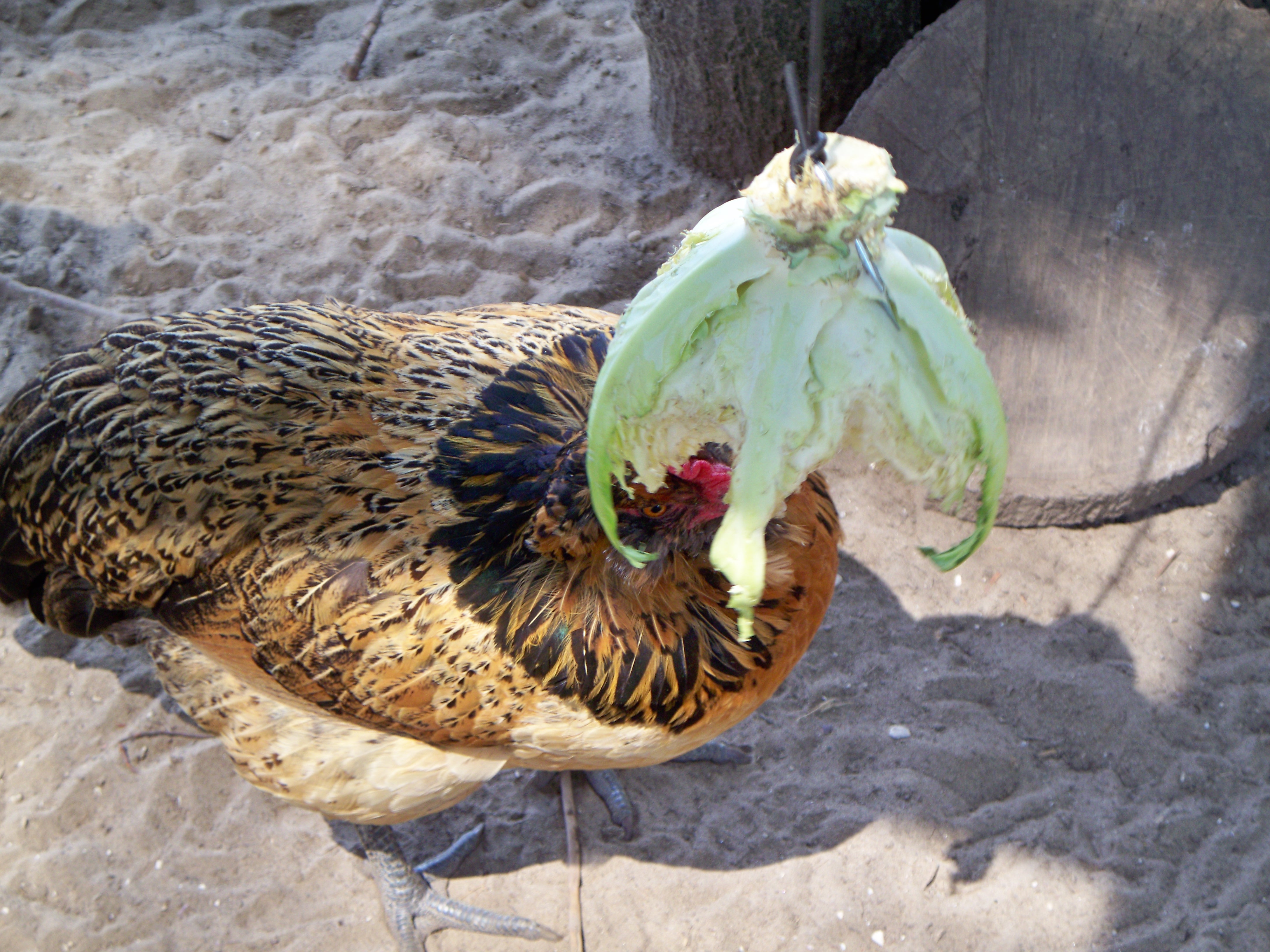 Cabbage yummy