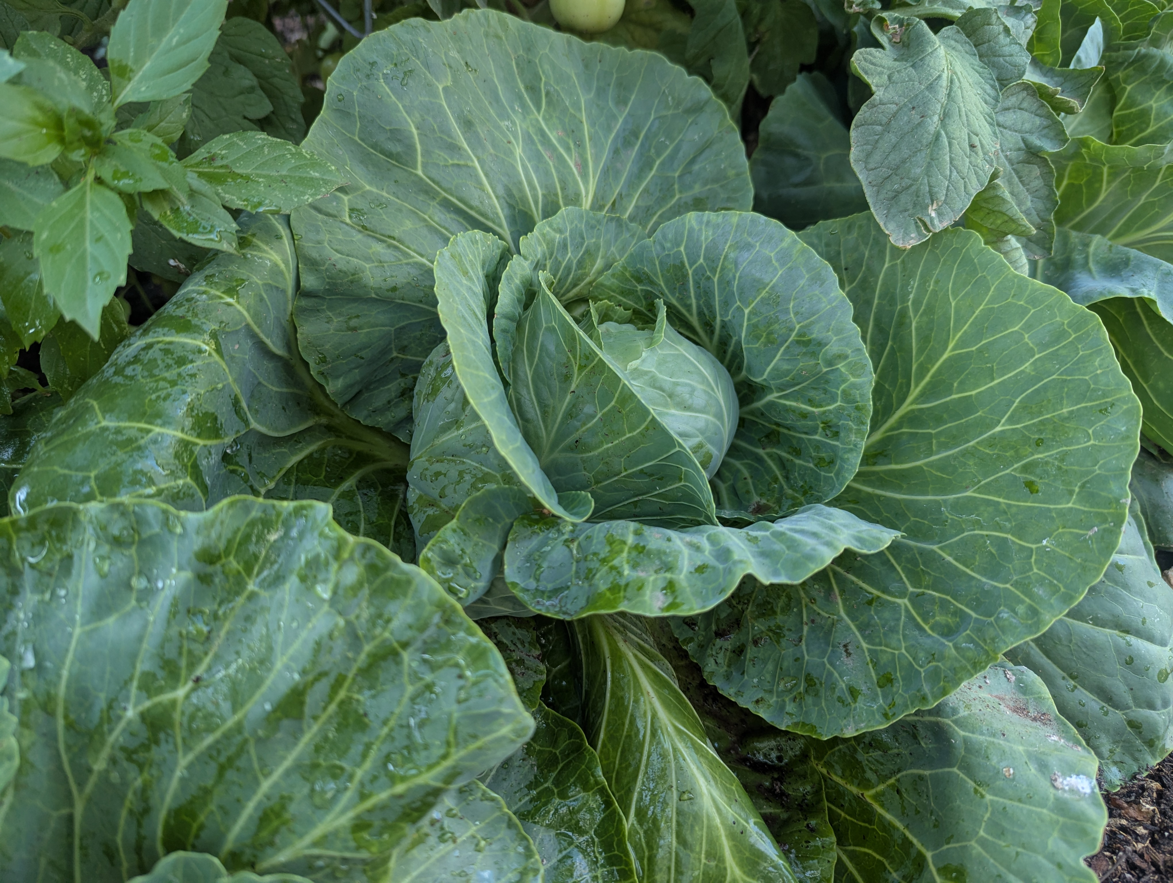 Cabbage