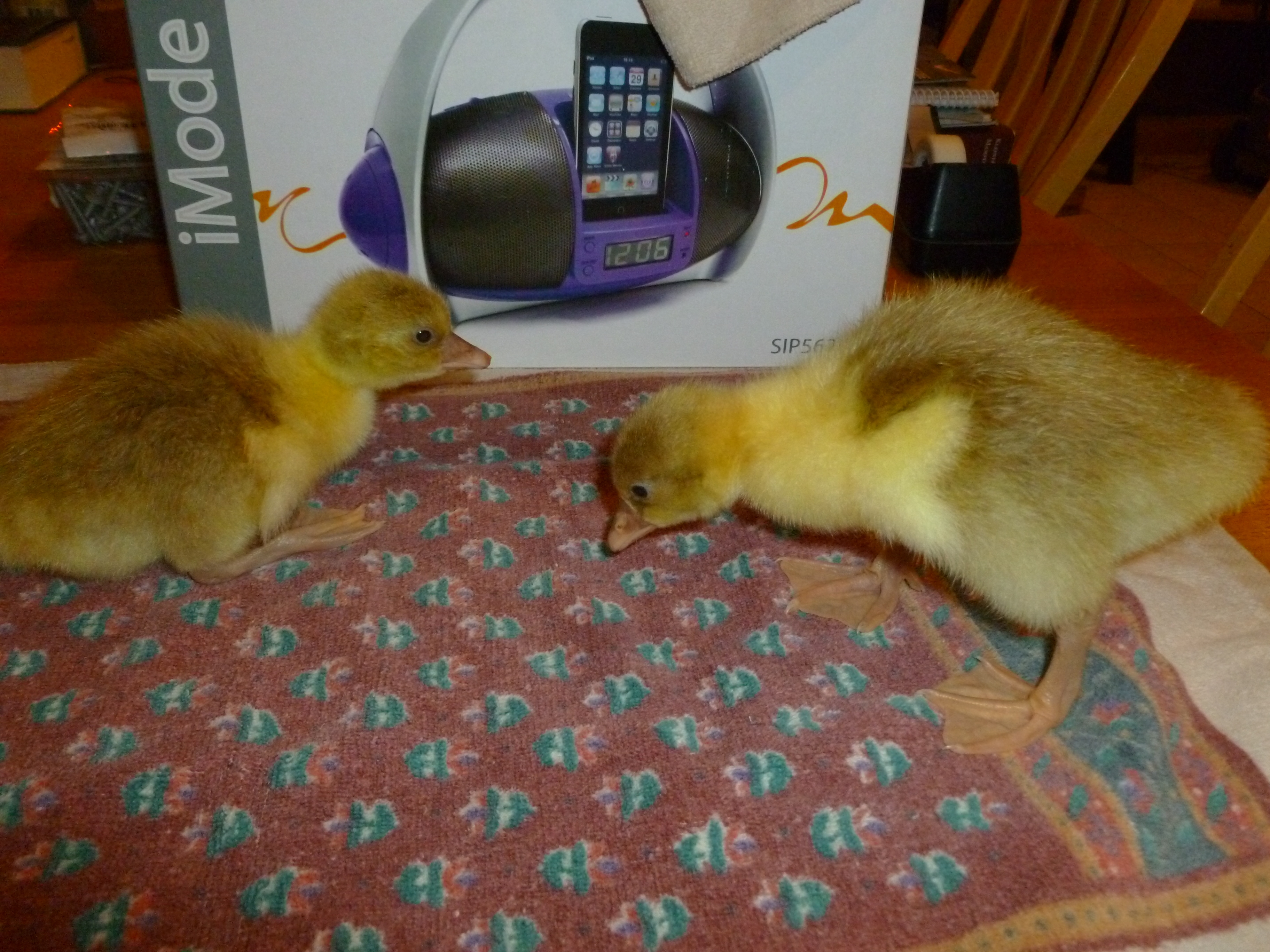 Caboose and Tucker at 3 days old.