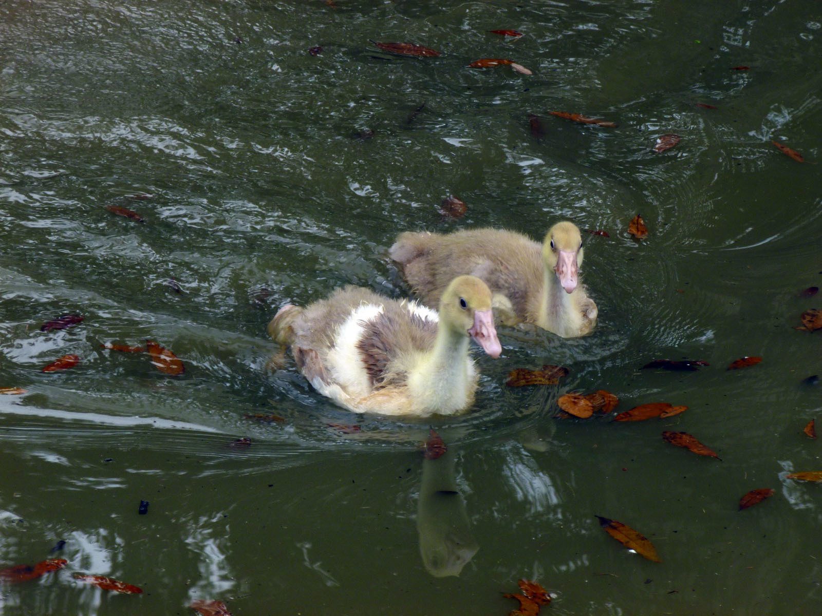 Caboose and Tuckers first swim.