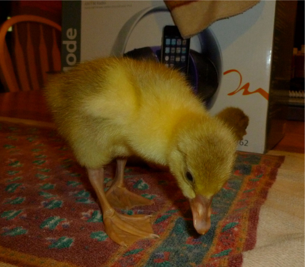 Caboose, my first ever hatched gosling in January 2012.