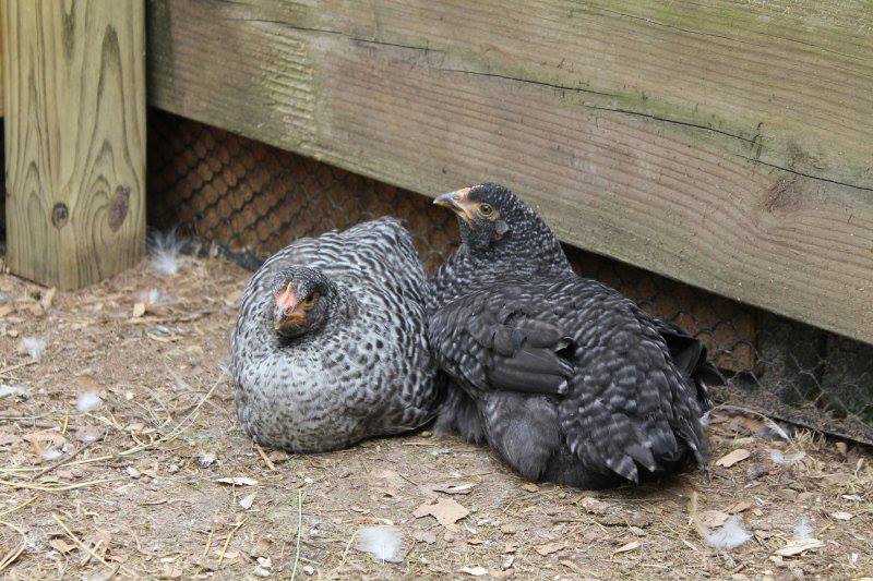 Cacciatore (left) and Carbonera (right)