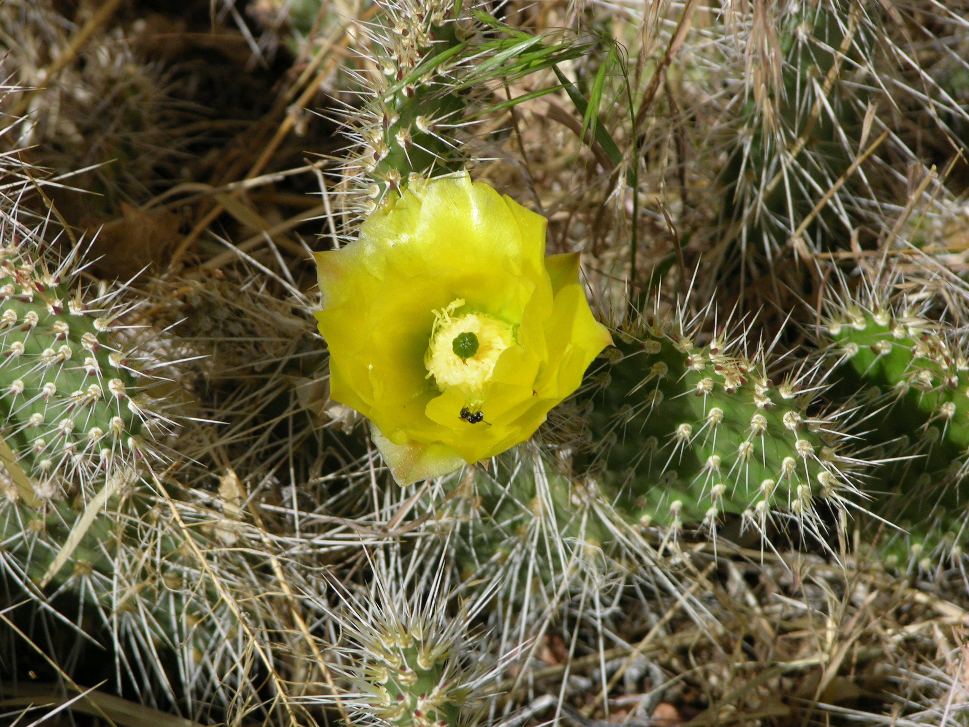 Cactus bloom