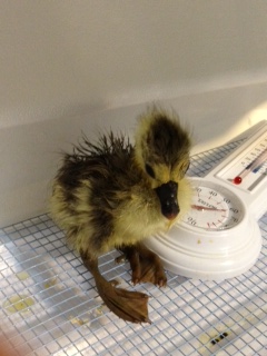 Cadbury, 1 day old