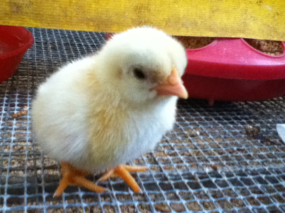 Cadbury as a baby!
(which is the reason we names him Cadbury, he looked like the chick for the Cadbury eggs)