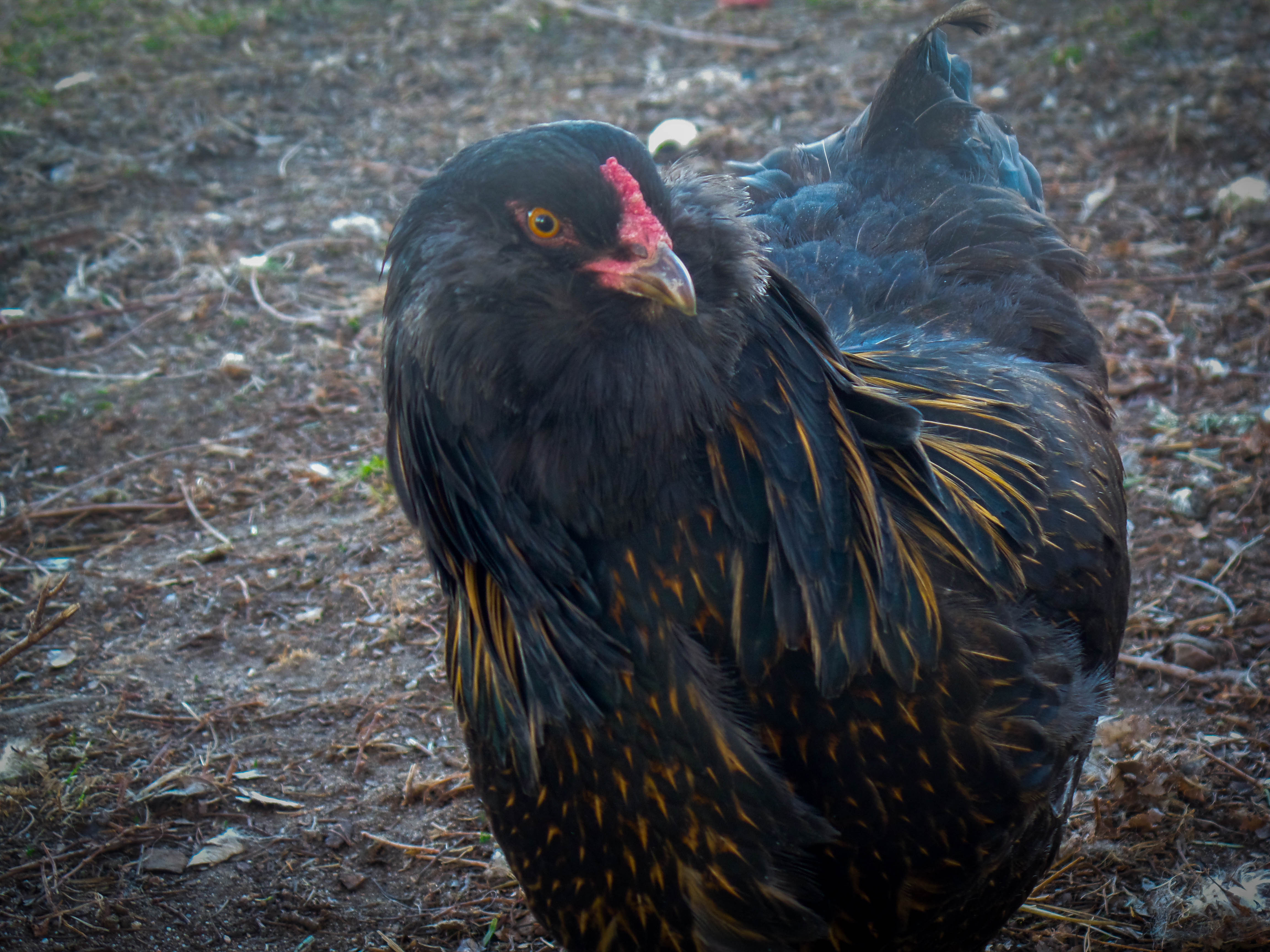 Cadbury ~ Easter egger