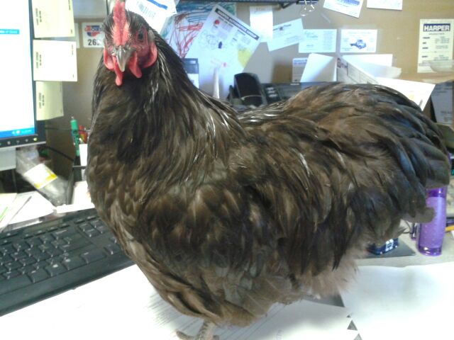 Cadbury