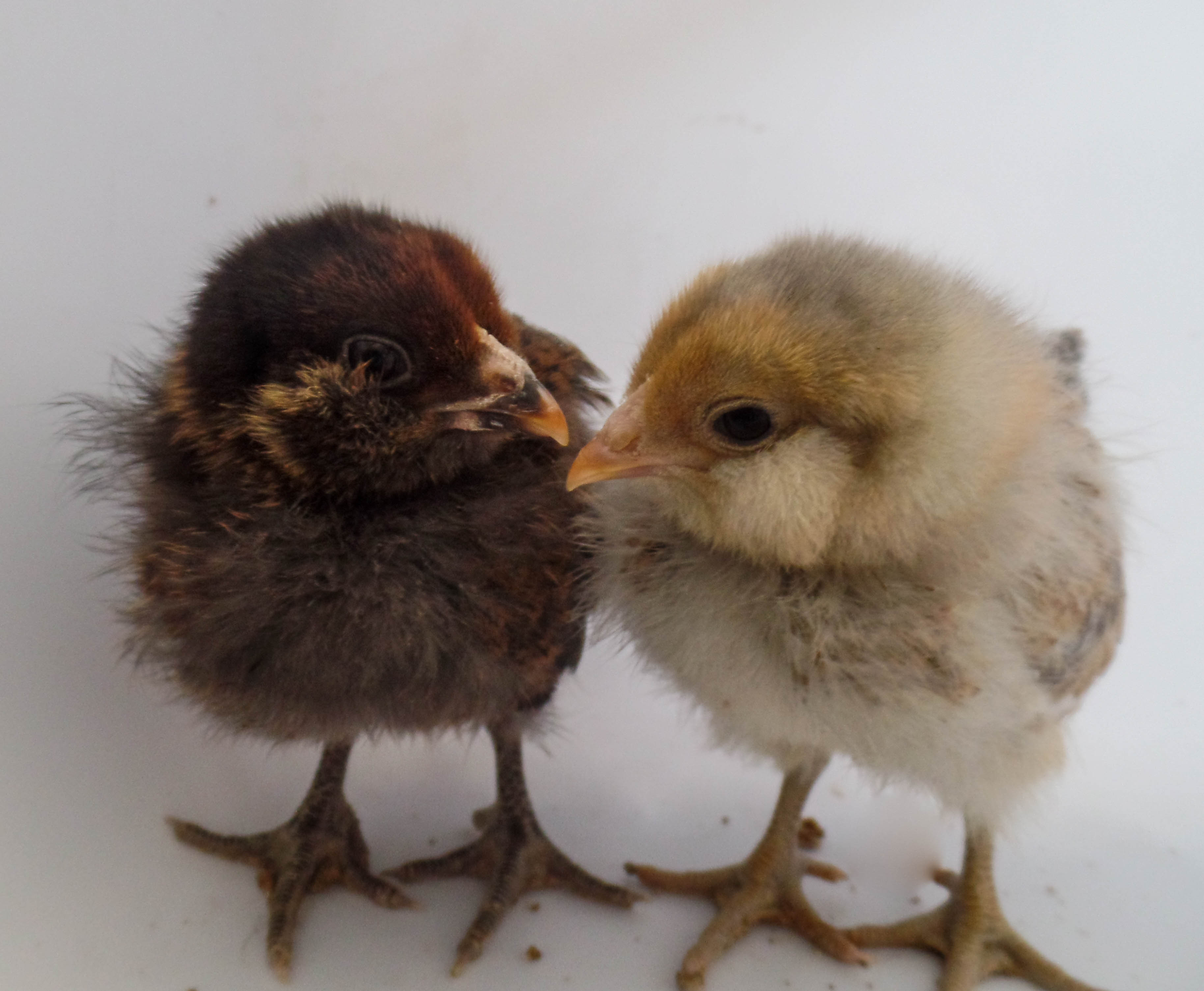 Cadury and Resses Pieces - same breed, different ends of the color spectrum.