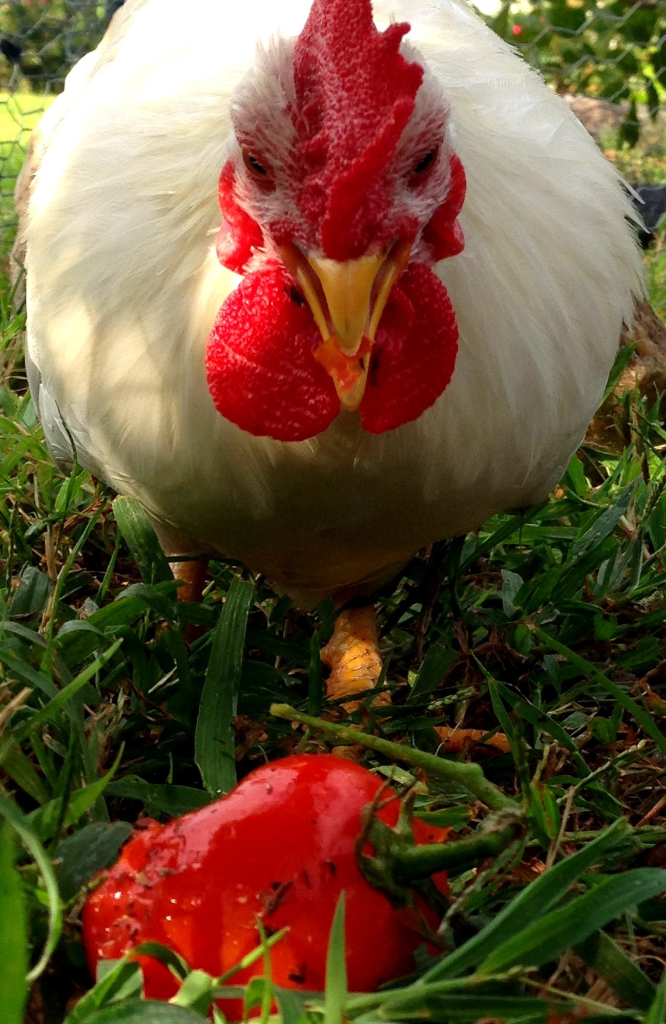 Cady enjoying a tomato!
