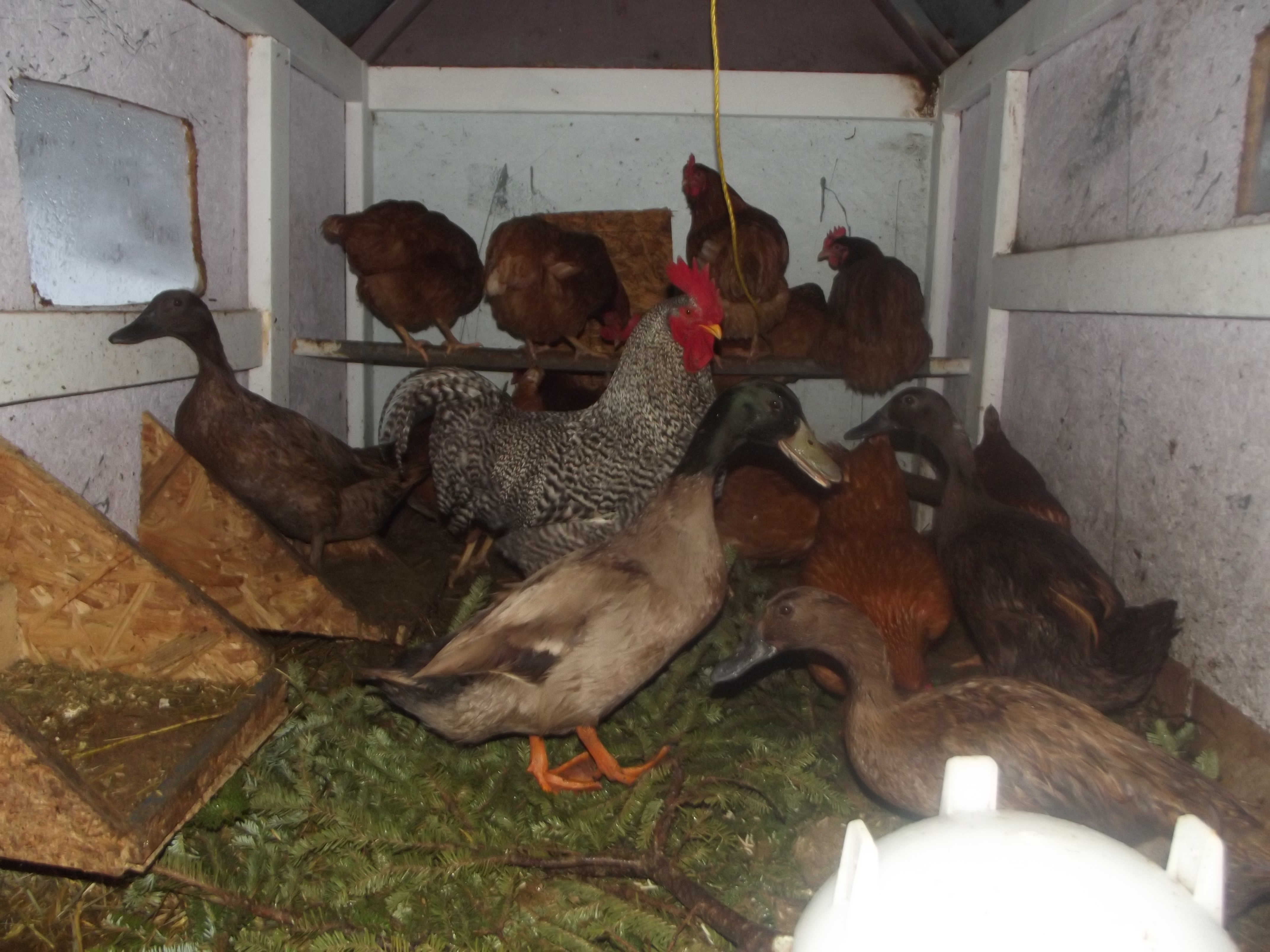 Caesar (Barred Rock roo), Scrooge (Khaki Campbell drake) get along pretty well. Caesar has 11 hens (10 Golden Comets, 1 EE) and Scrooge has 3 hens (Khaki Campbells)