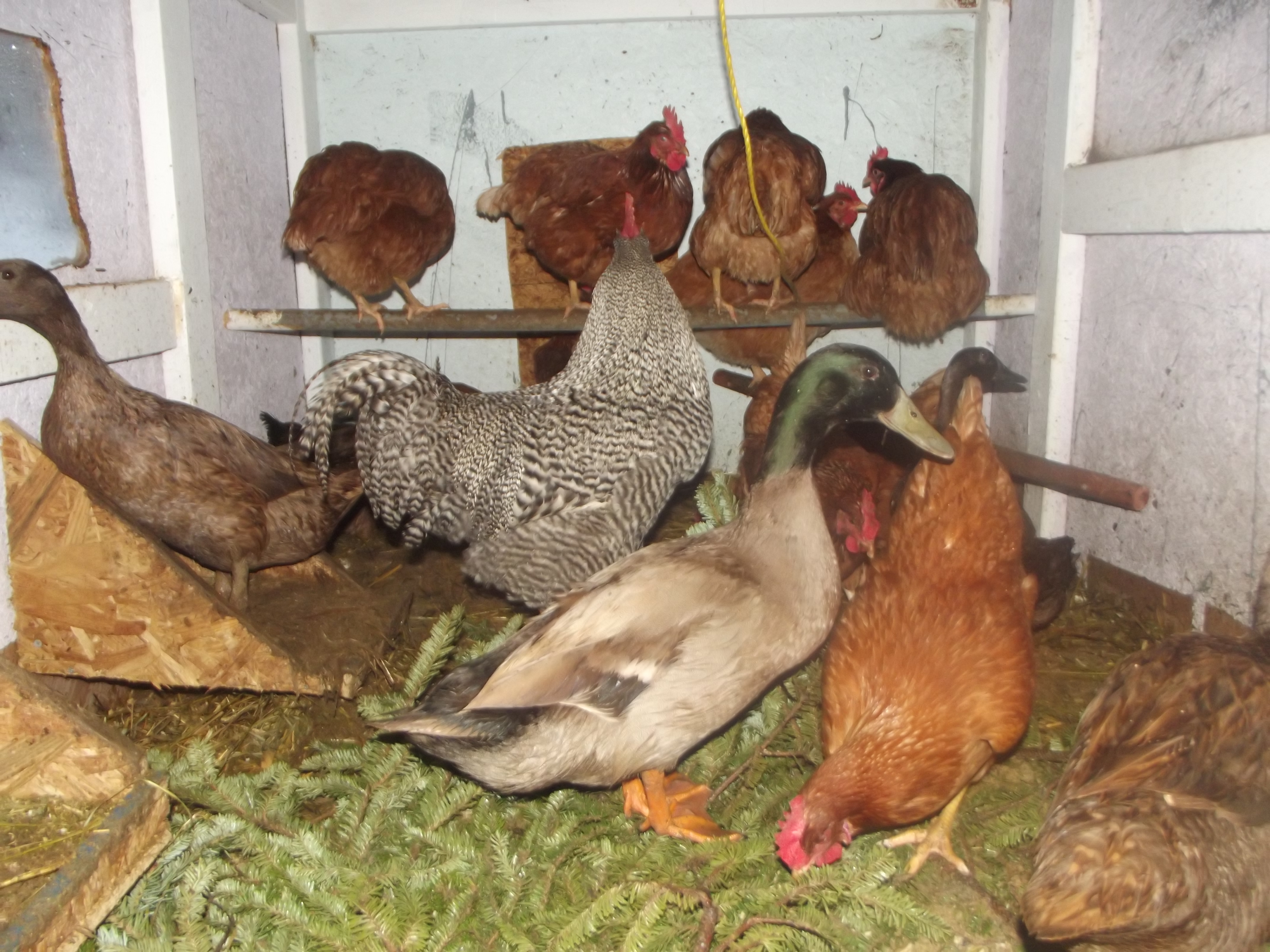 Caesar (Barred Rock roo), Scrooge (Khaki Campbell drake) get along pretty well. Caesar has 11 hens (10 Golden Comets, 1 EE) and Scrooge has 3 hens (Khaki Campbells)