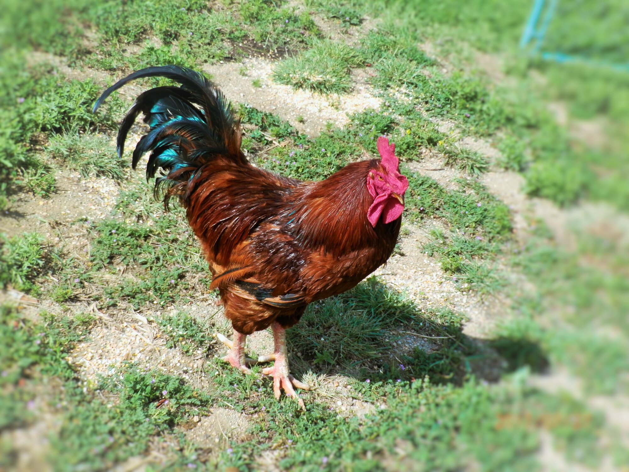 Caesar The Rhode Island Red Rooster