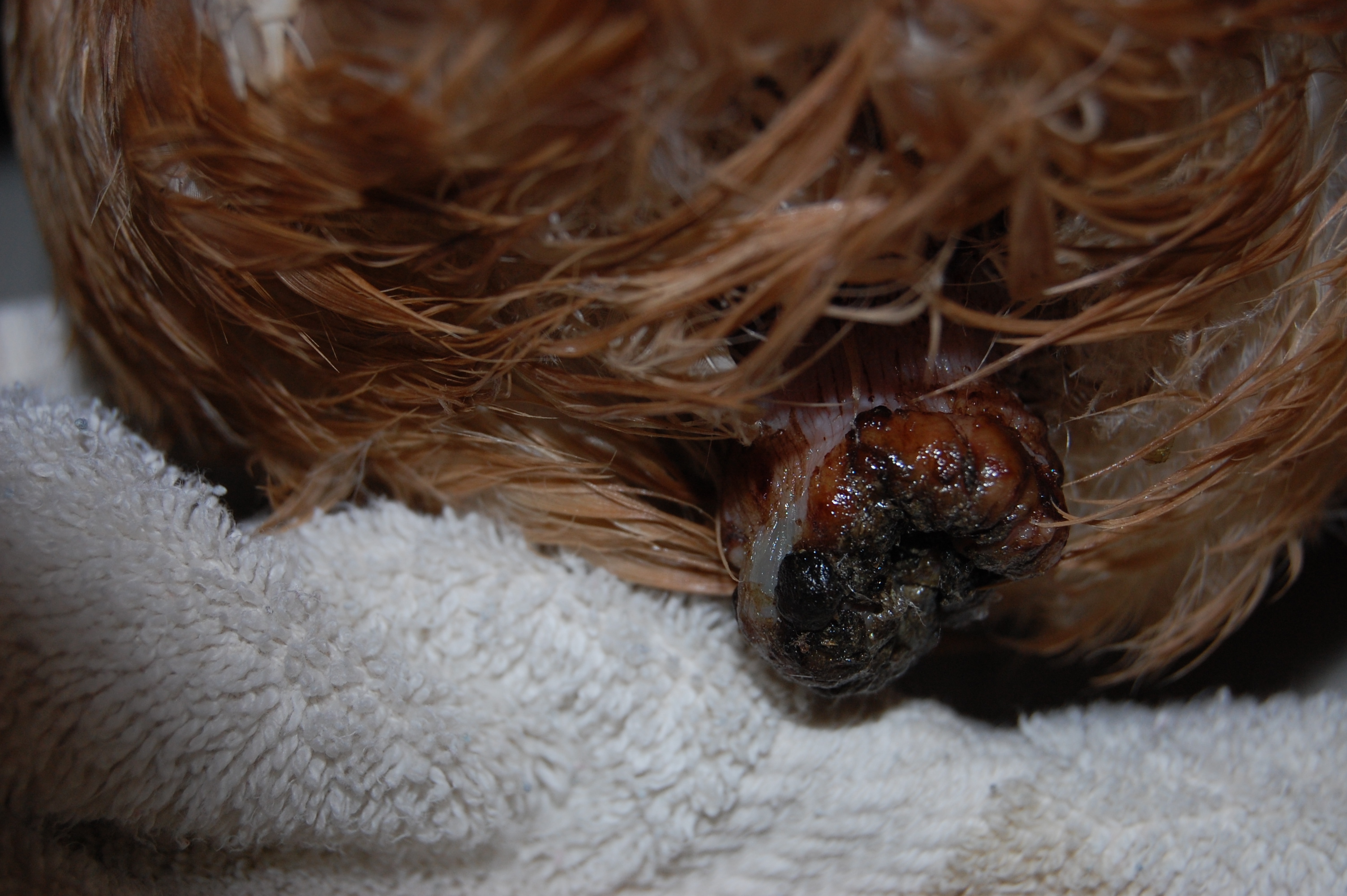 Cafe's prolapsed vent