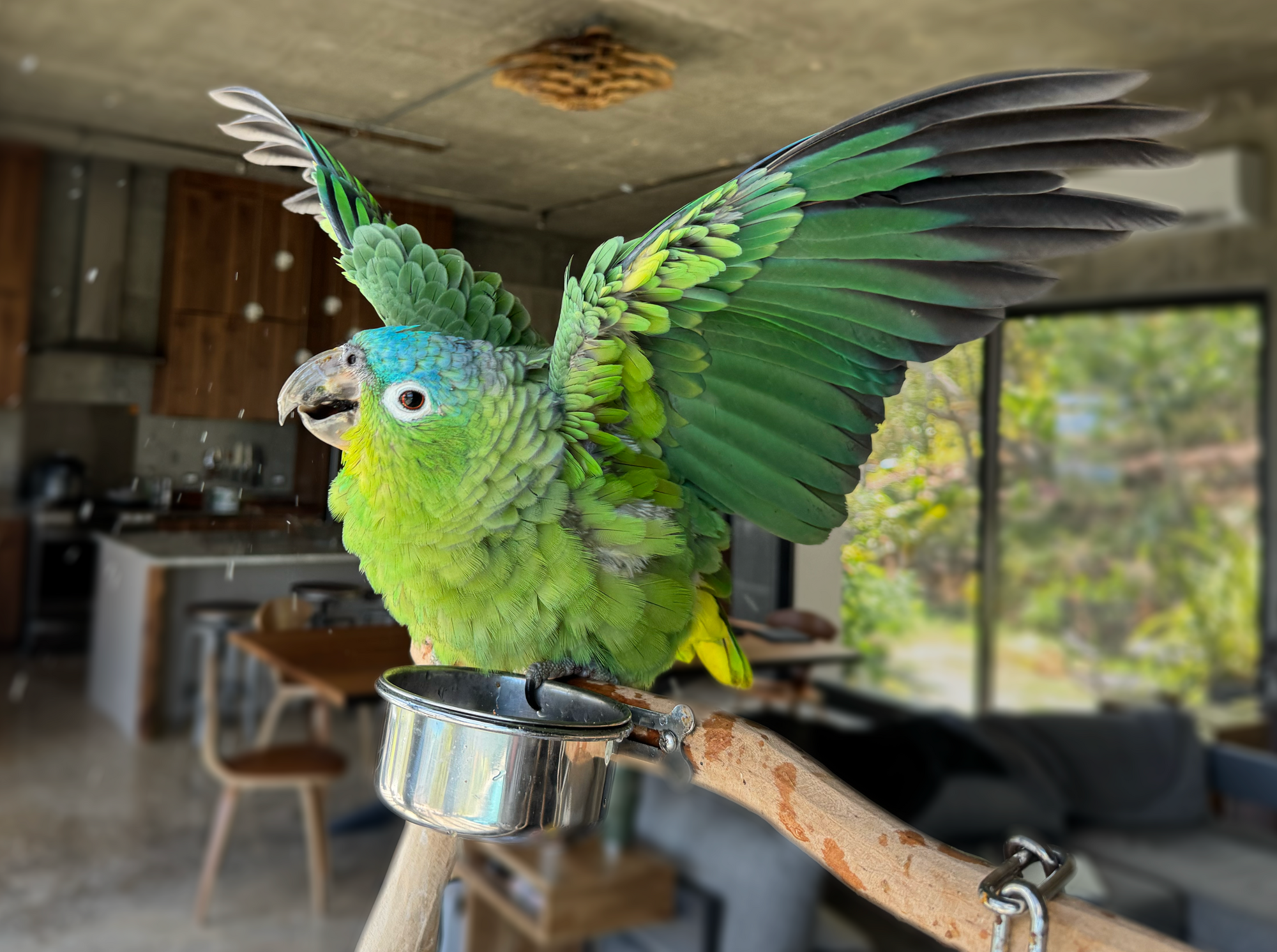 Caged Bird Show—2025 BYC Summer Fair 10.png
