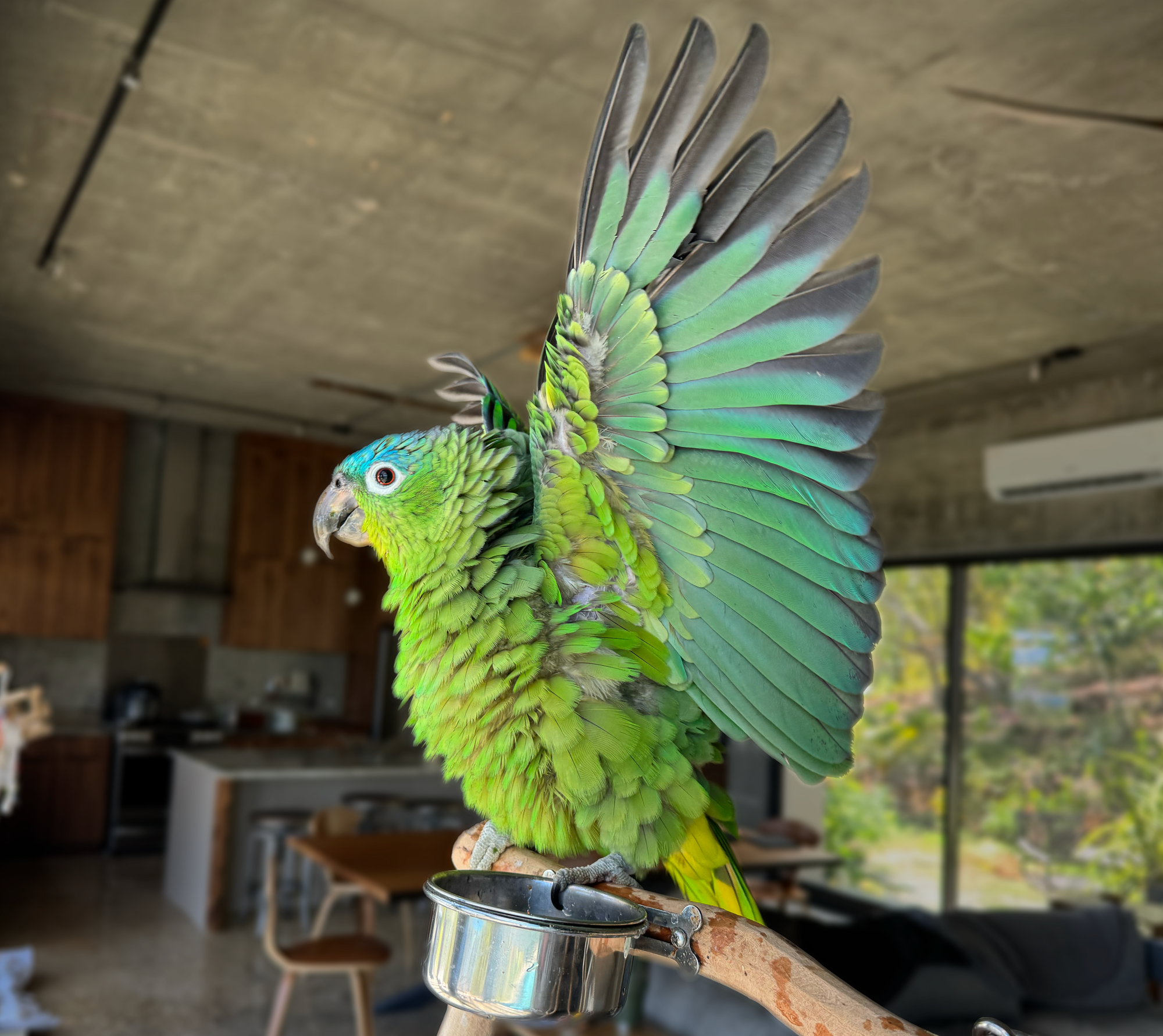 Caged Bird Show—2025 BYC Summer Fair 11.png