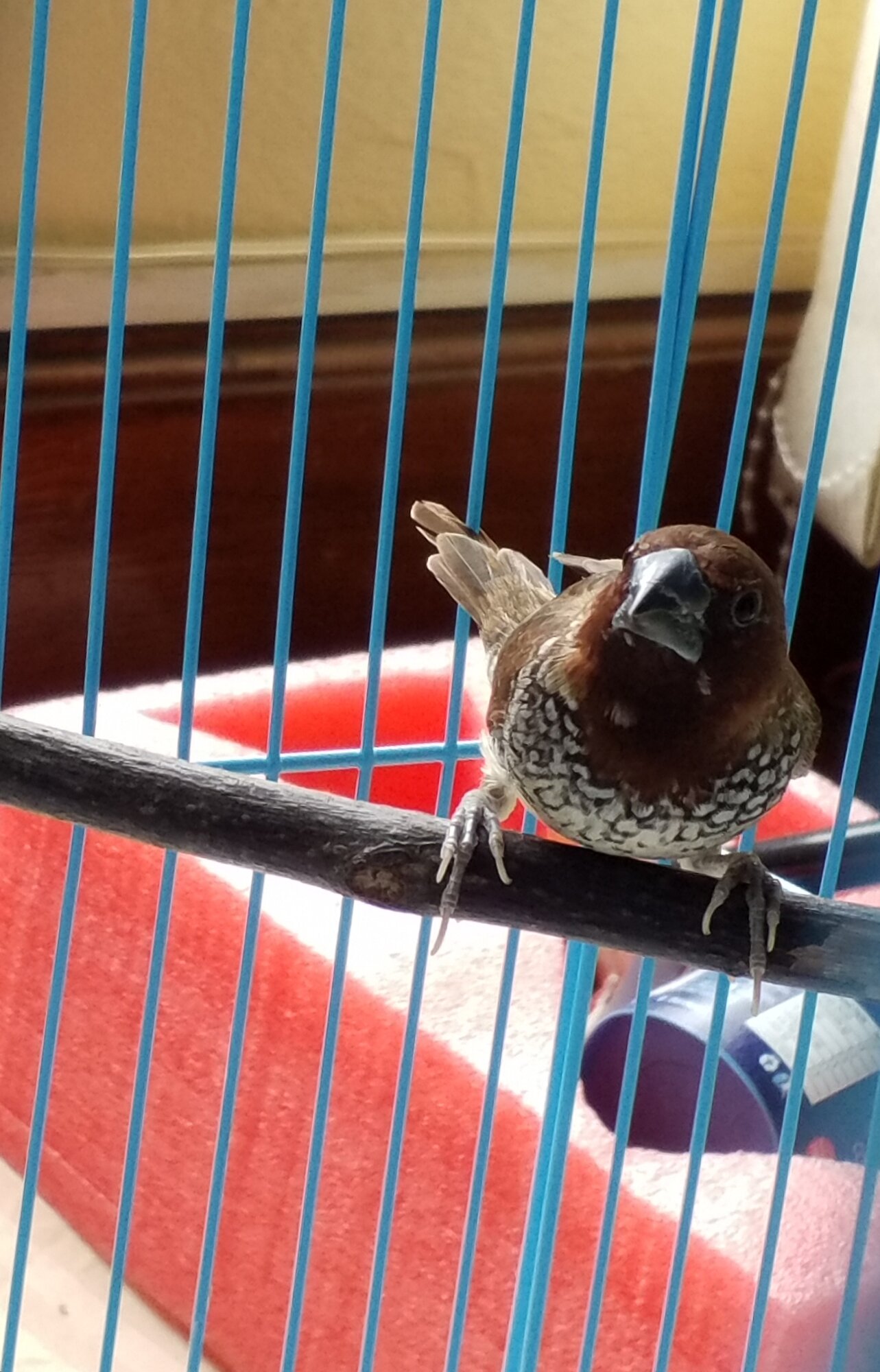 Caged Bird Show—2025 BYC Summer Fair 14.jpg