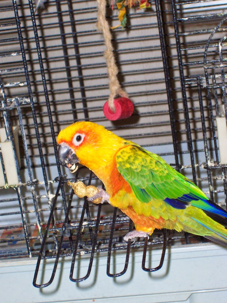 Caged Bird Show—2025 BYC Summer Fair 4.png