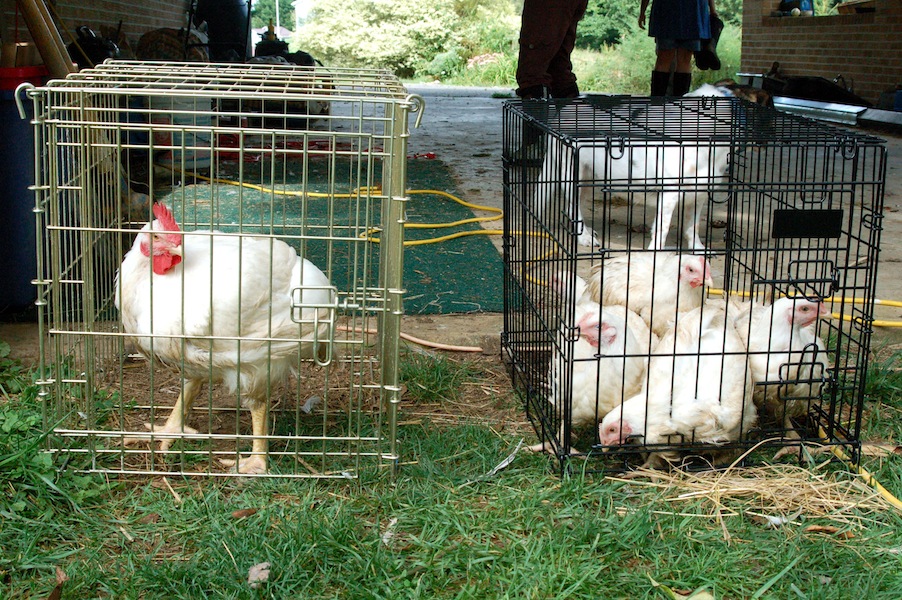 Caged chickens, waiting for slaughter, including Mr. Monster on the left.