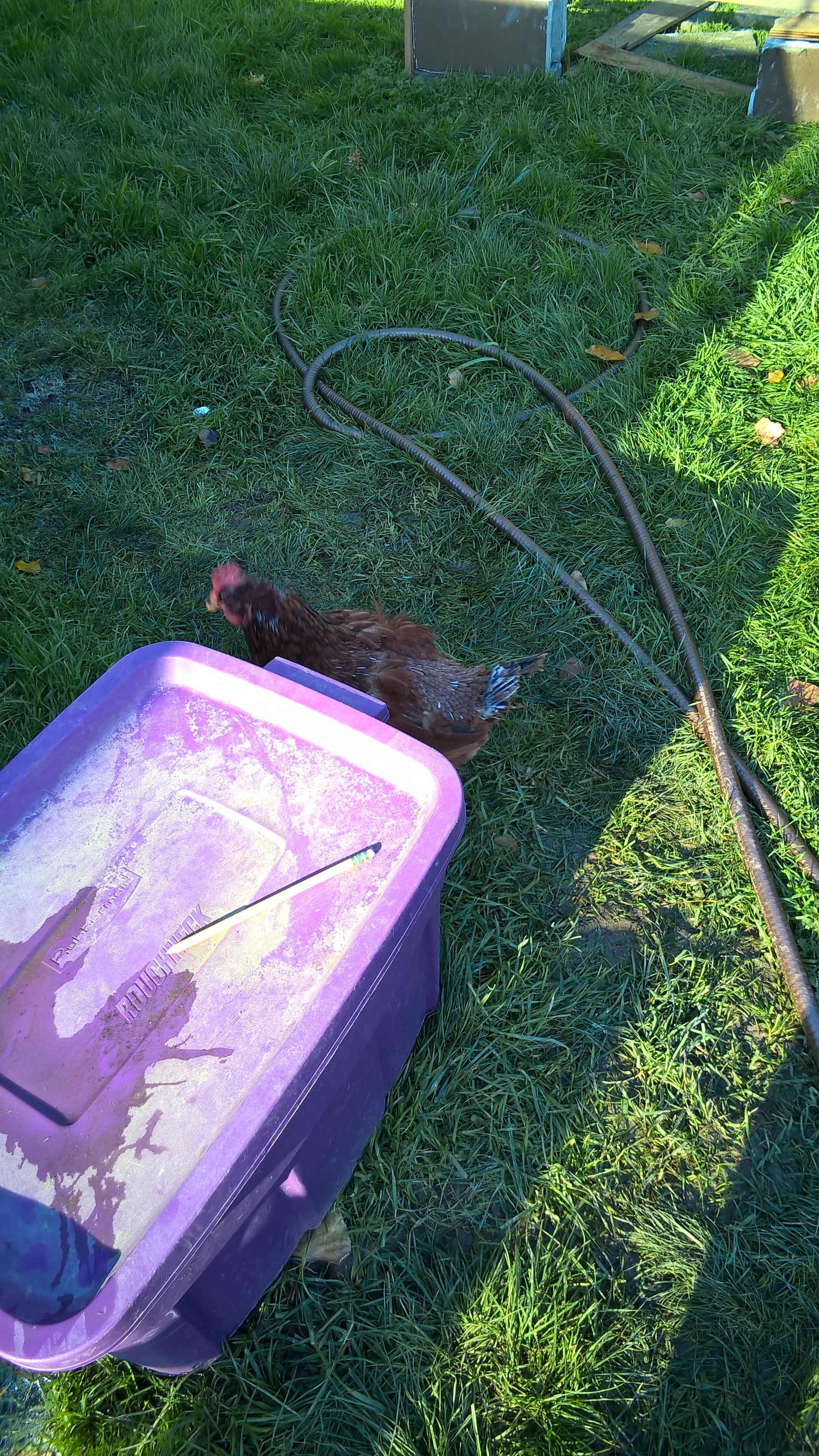 Caitlyn is in a hard moult.