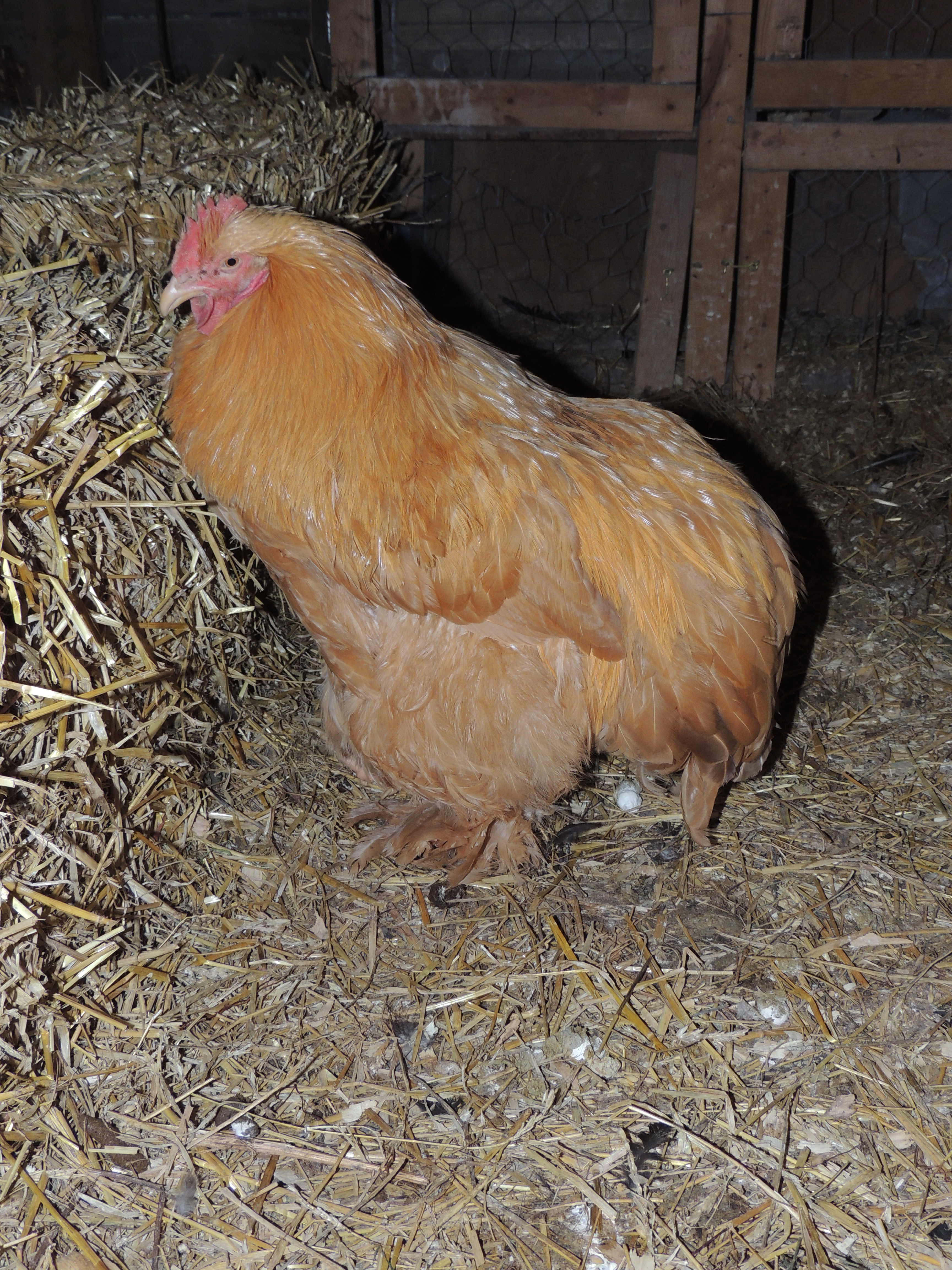 Caitlyn the roo. "She" doesn't play well with the hens anymore but can't be placed with the roosters because she walks with a limp and can't defend herself.
