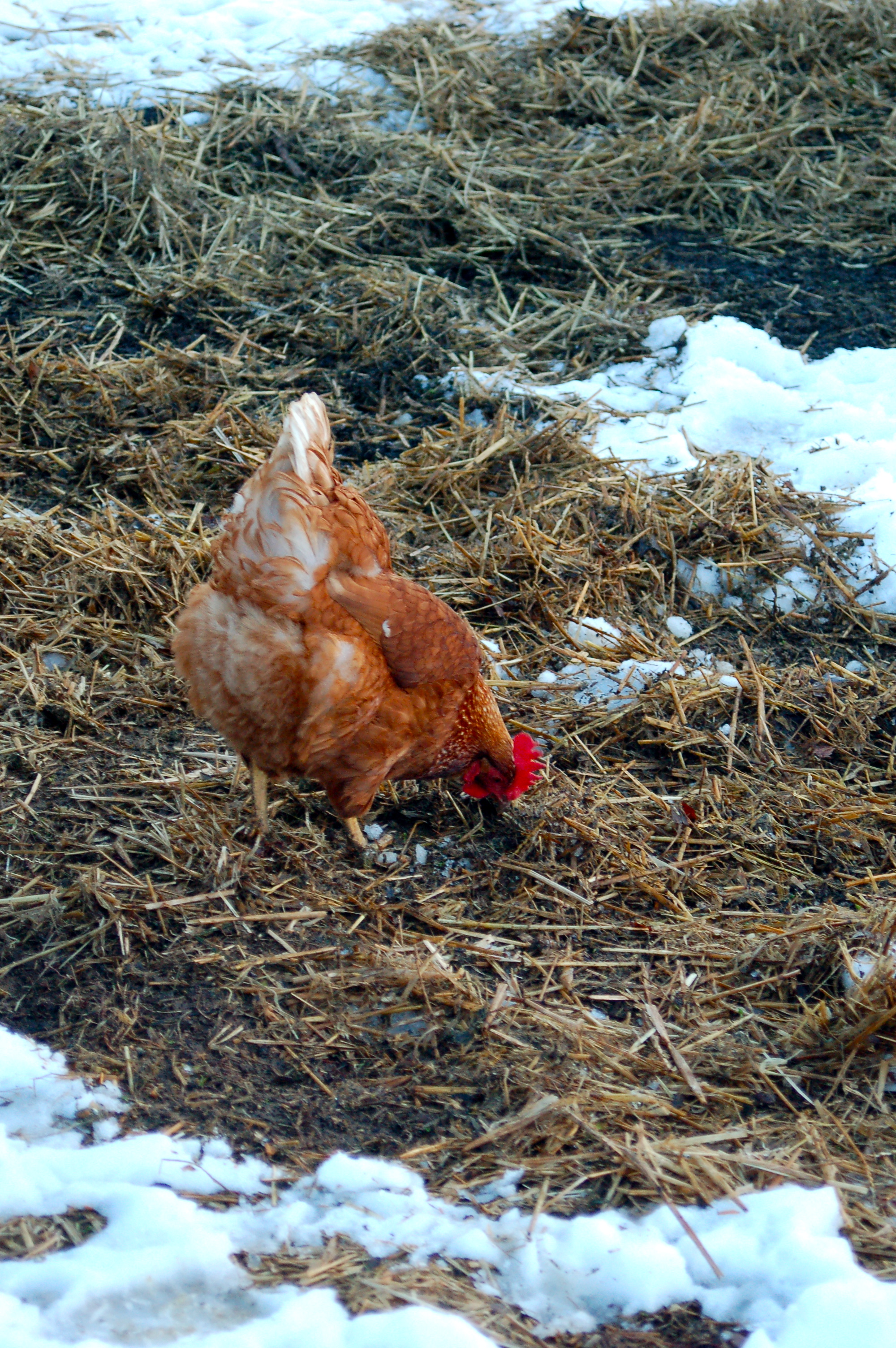Calendula foraging in the snow.