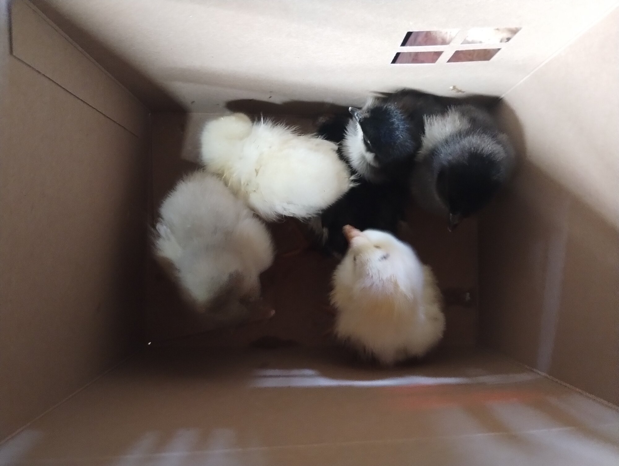 Cali Tan, Production Blues, and unknown