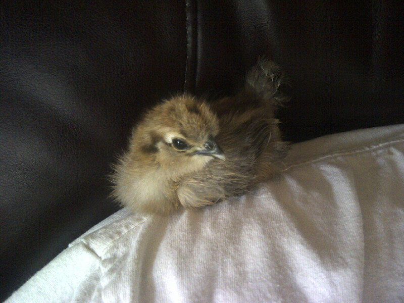 calico 2 and a half weeks