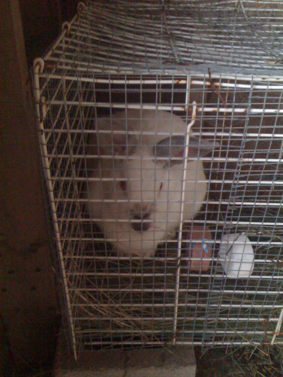 Californian female. October 2014

She's about 1 year old. This pic is when i just purchased her before i put her in a bigger cage. 2ft x 4ft x 2ftH