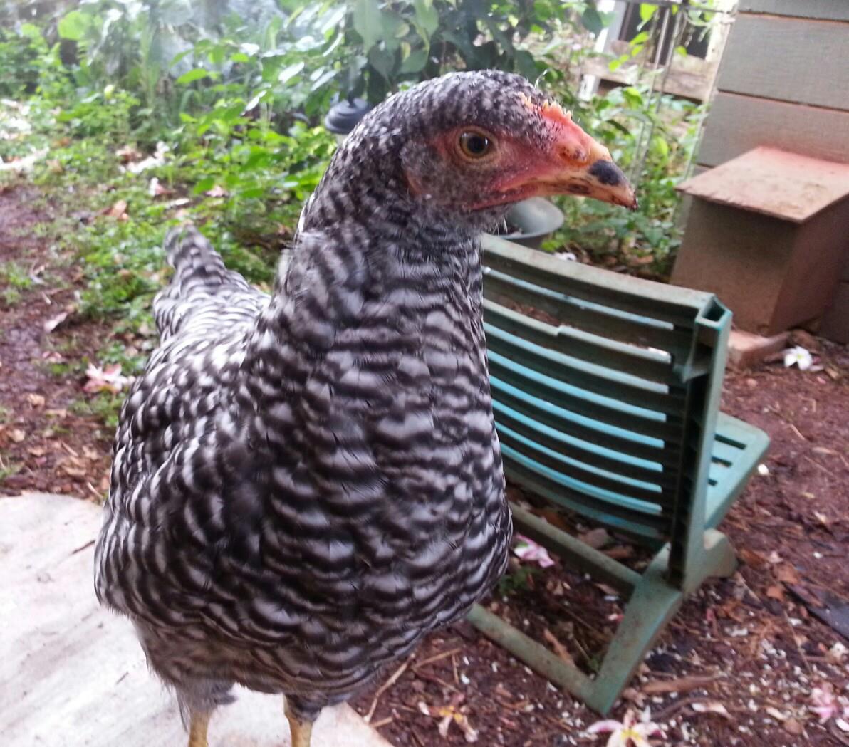 Calisie our 'older' Barred Rock