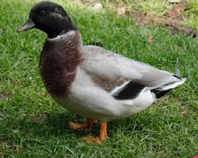 Call duck drake