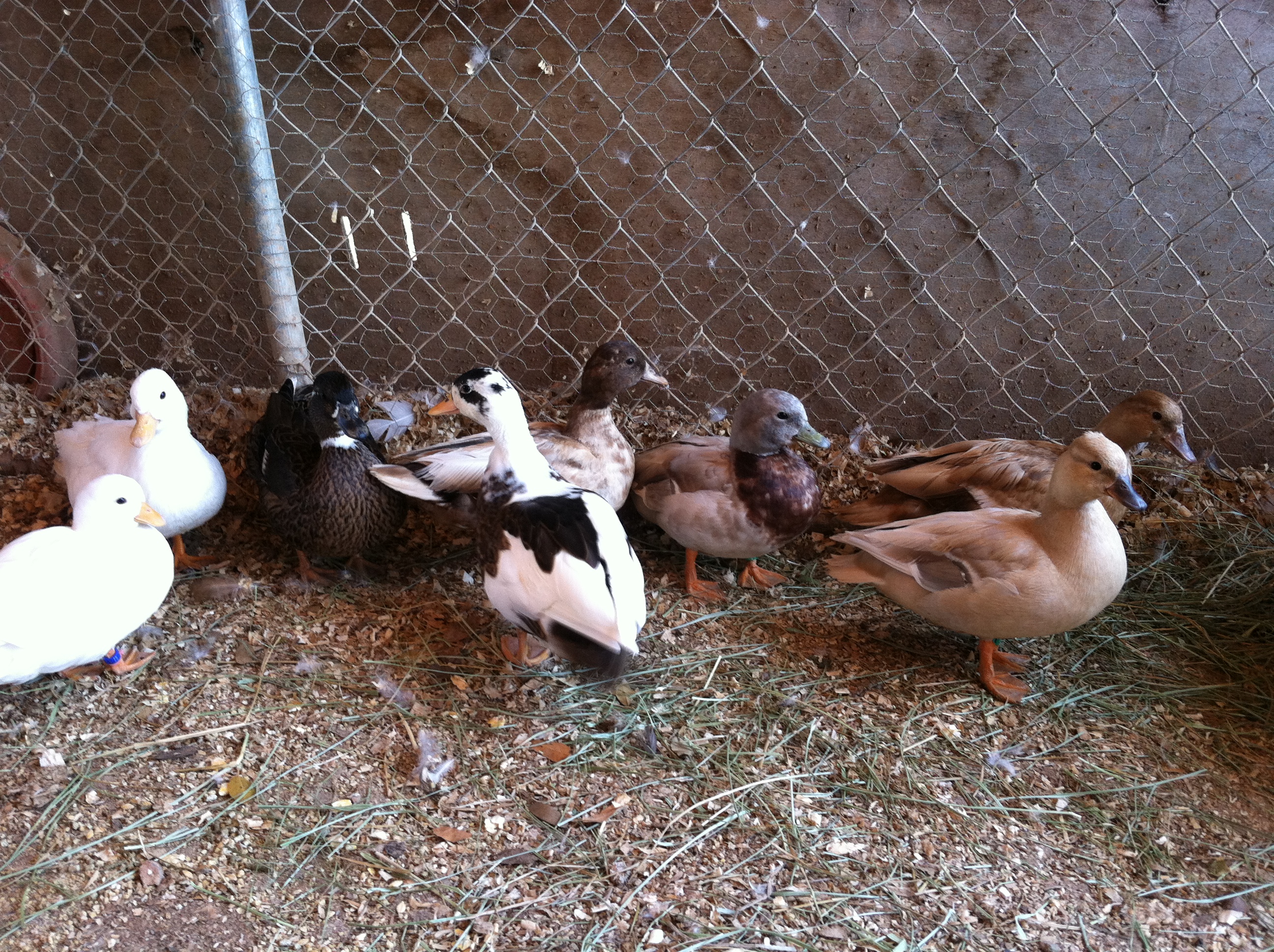 Call Duck Flock