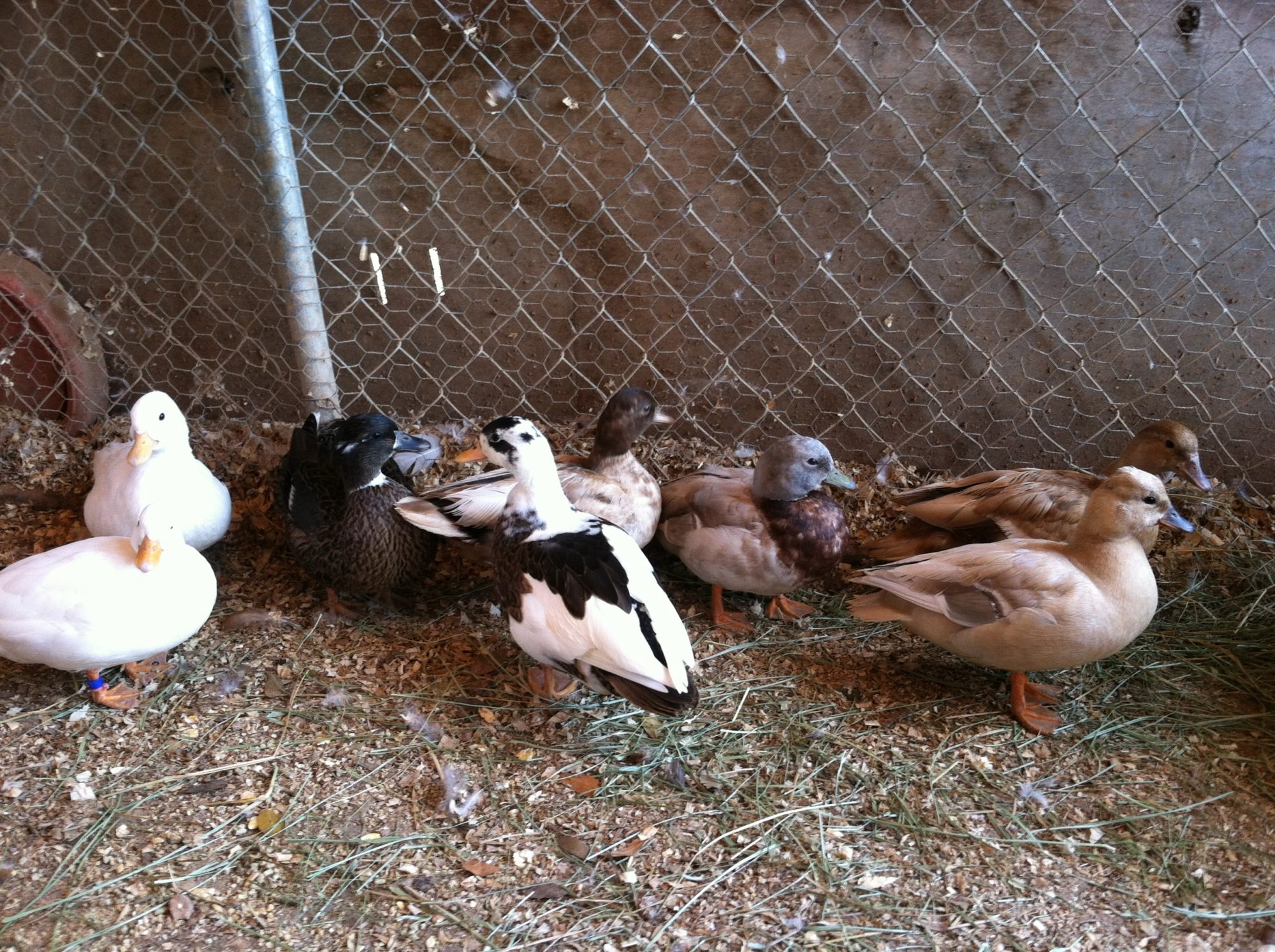 Call Duck Flock
